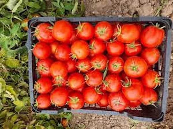 تصویر 3 از قیمت خرید رب گوجه خانگی عمده به صرفه و ارزان